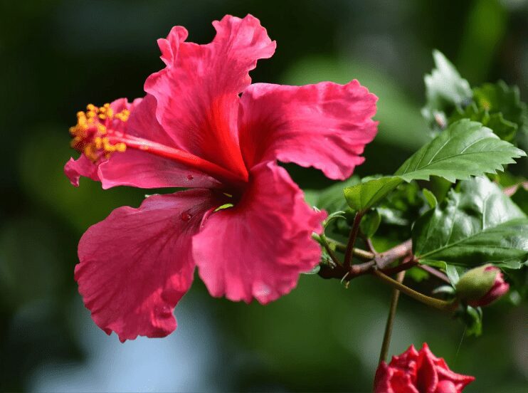 Hibiscus tree overwinter