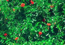Hibiscus Trees: Ultimate Tips To Growing Hibiscus Plants Hibiscus trees