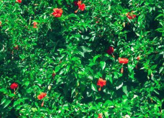 Hibiscus Trees: Ultimate Tips To Growing Hibiscus Plants Hibiscus trees