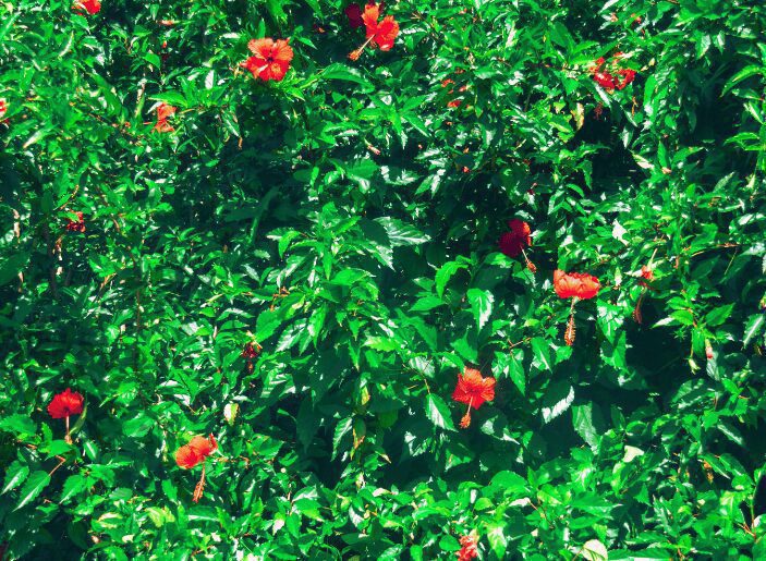 Hibiscus trees