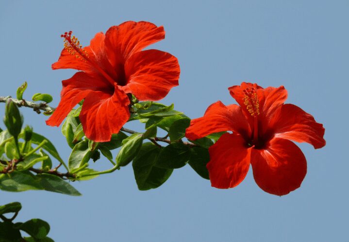 Hibiscus