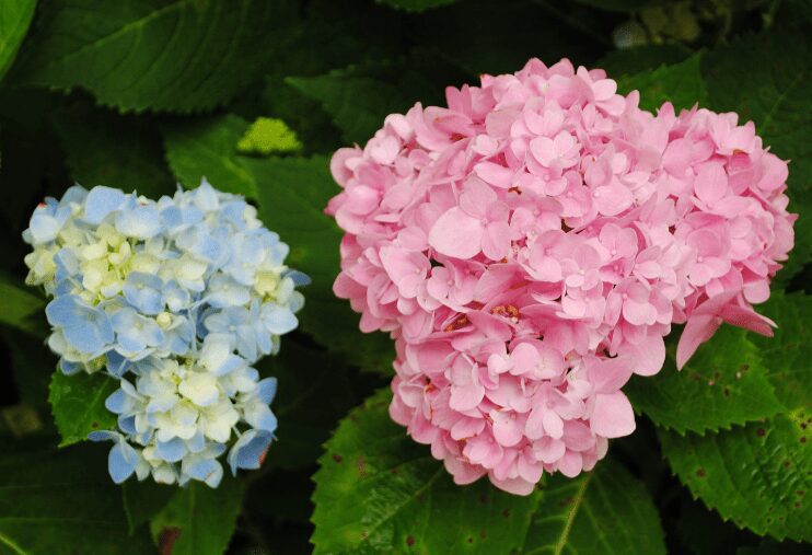 Hydrangea macrophylla