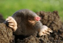 The Ultimate Guide to Getting Rid of Moles from Your Lawn Getting Rid of Moles from Your Lawn