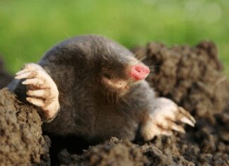 The Ultimate Guide to Getting Rid of Moles from Your Lawn Getting Rid of Moles from Your Lawn