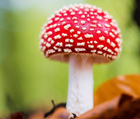 Amanita mushrooms