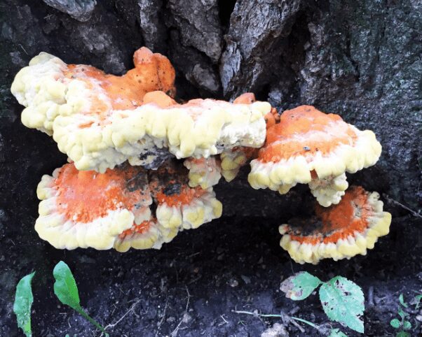 Chicken of the Woods