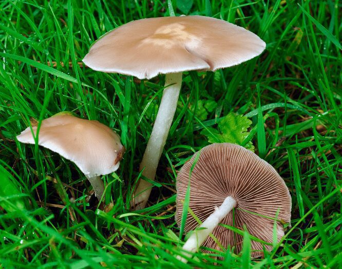 Fairy Ring Mushrooms