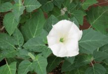 The Beauty of Moonflowers: A Comprehensive Guide Moonflowers