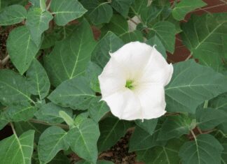The Beauty of Moonflowers: A Comprehensive Guide Moonflowers