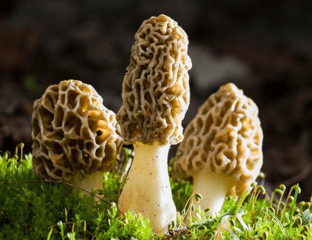 Morel mushrooms