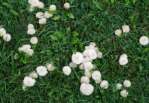 Mushrooms in Lawn: Understanding Their Role in Your Lawn Health Mushrooms in Lawn