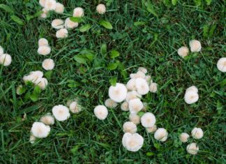 Mushrooms in Lawn: Understanding Their Role in Your Lawn Health Mushrooms in Lawn