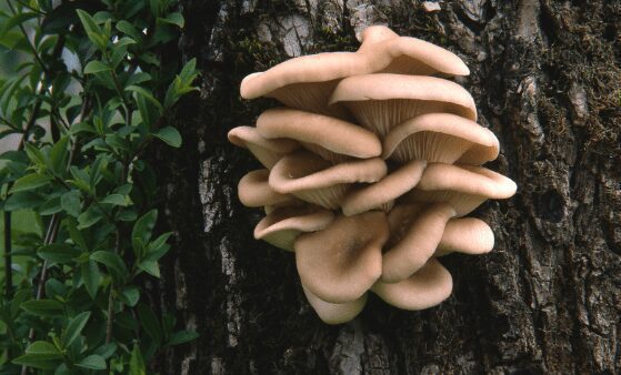 Oyster mushroom