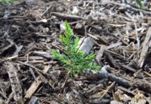 Discovering 5 Varieties Of Small Evergreen Trees In The UK Small Evergreen Trees