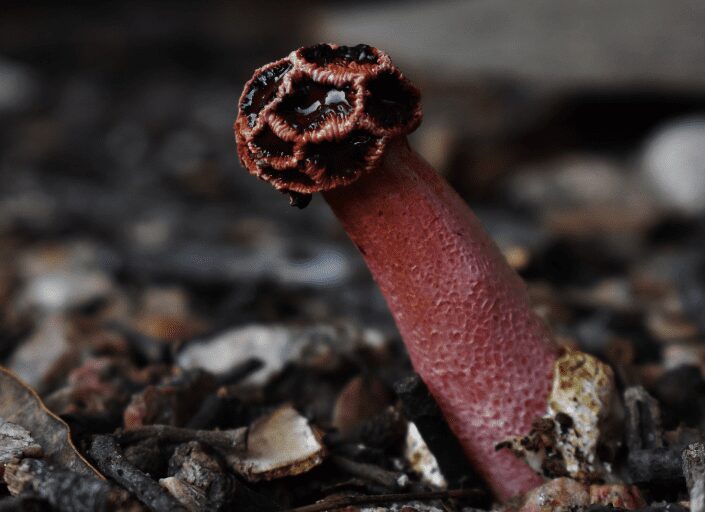 Stinkhorn mushroom