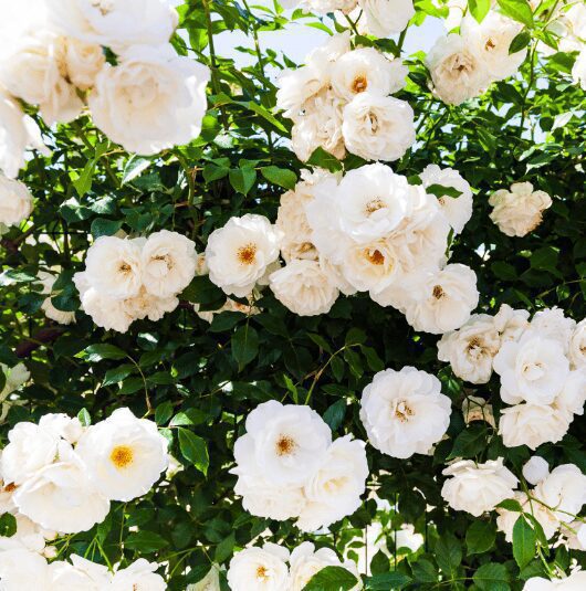 White Climbing Roses