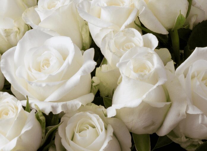 White Ground Cover Roses