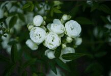 The Beauty and Significance of White Roses: A Guide to This Timeless Flower White Roses