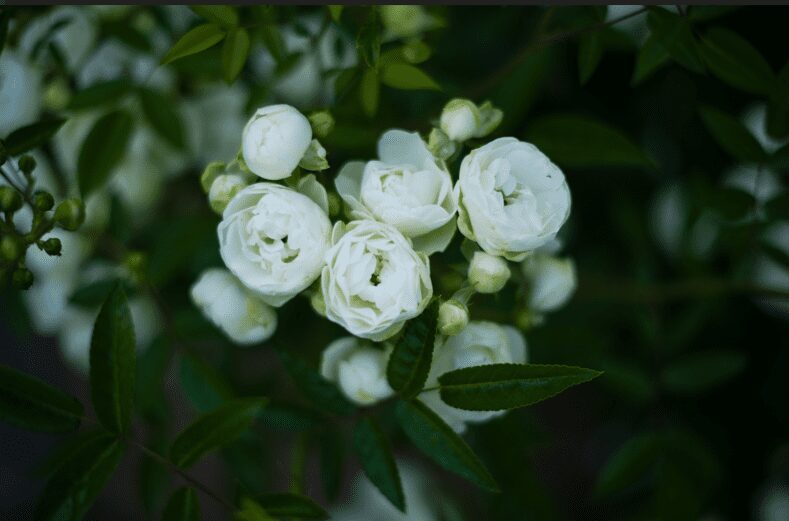 White Roses