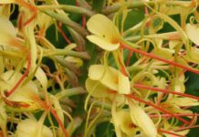 Wild Ginger – A Versatile and Medicinal Perennial Wild Ginger