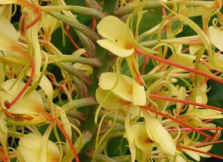 Wild Ginger – A Versatile and Medicinal Perennial Wild Ginger