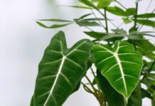 Alocasia Frydek: The Stunning Foliage Plant for Your Indoor Garden Alocasia Frydek