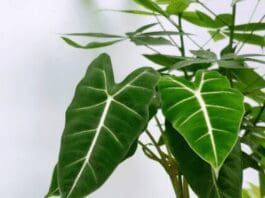 Alocasia Frydek Care: Light, Water, Humidity & Variegated Tips Alocasia Frydek