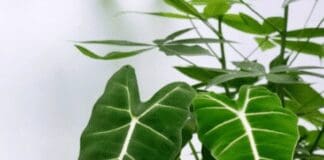 Alocasia Frydek Care: Light, Water, Humidity & Variegated Tips Alocasia Frydek