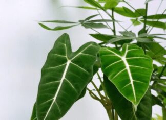 Alocasia Frydek: The Stunning Foliage Plant for Your Indoor Garden Alocasia Frydek