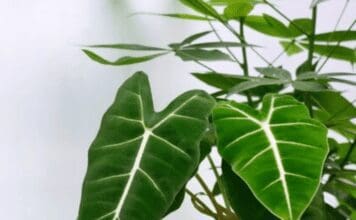 Alocasia Frydek Care: Light, Water, Humidity & Variegated Tips Alocasia Frydek