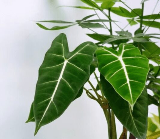 Alocasia Frydek: The Stunning Foliage Plant for Your Indoor Garden Alocasia Frydek