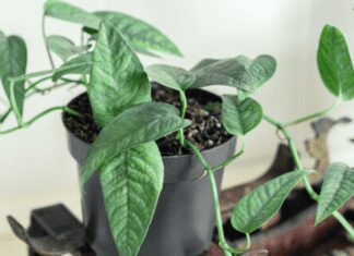 Cebu Blue Pothos: A Low-Maintenance Indoor Plant That Adds Beauty to Your Space Cebu Blue Pothos