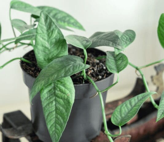 Cebu Blue Pothos: A Low-Maintenance Indoor Plant That Adds Beauty to Your Space Cebu Blue Pothos