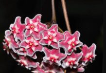Hoya Wayetii Care Made Easy: A Short Guide for Beginners and Experts Alike Hoya Wayetii