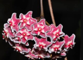 Hoya Wayetii Care Made Easy: A Short Guide for Beginners and Experts Alike Hoya Wayetii