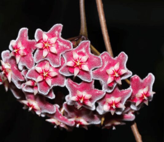 Hoya Wayetii Care Made Easy: A Short Guide for Beginners and Experts Alike Hoya Wayetii