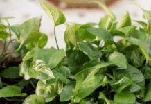 Jessenia Pothos: Quick Care Tips for 2023 Jessenia Pothos