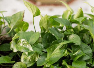 Jessenia Pothos: Quick Care Tips for 2023 Jessenia Pothos