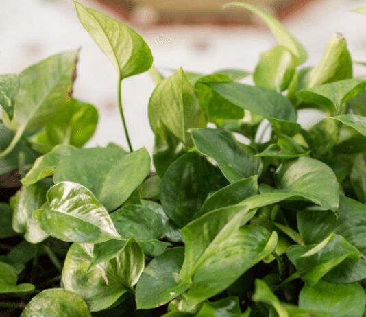 Jessenia Pothos: Quick Care Tips for 2023 Jessenia Pothos