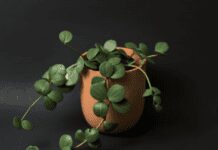 Peperomia Hope: The Perfect Plant for Your Home Peperomia Hope