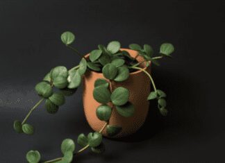 Peperomia Hope: The Perfect Plant for Your Home Peperomia Hope