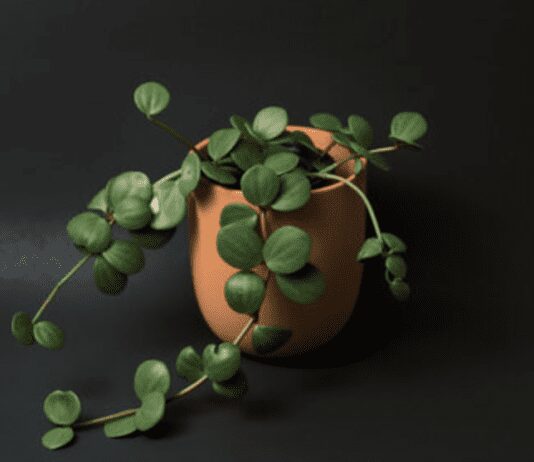 Peperomia Hope: The Perfect Plant for Your Home Peperomia Hope