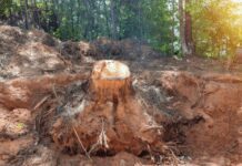 Removing Tree Stumps Without Stump Grinders: 4 Simple Methods Removing Tree Stumps