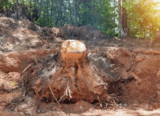 Removing Tree Stumps Without Stump Grinders: 4 Simple Methods Removing Tree Stumps