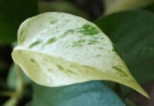 The Ultimate Guide to Snow Queen Pothos Care in 2023 Snow Queen Pothos