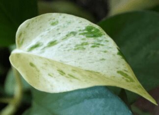 The Ultimate Guide to Snow Queen Pothos Care in 2023 Snow Queen Pothos