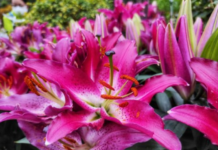 Stargazer Lily Care and Growing Tips: Unlocking the Beauty of Your Garden Stargazer Lily