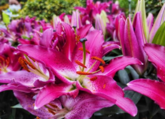 Stargazer Lily Care and Growing Tips: Unlocking the Beauty of Your Garden Stargazer Lily