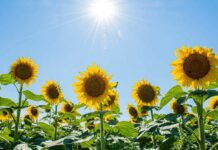 The Power of Sunflowers: How These Golden Blooms Can Boost Your Mood In 2013 Sunflowers