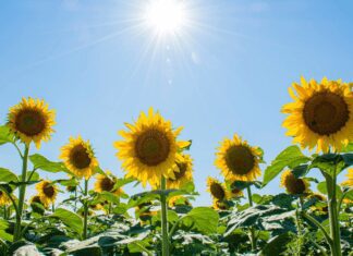 The Power of Sunflowers: How These Golden Blooms Can Boost Your Mood In 2013 Sunflowers
